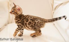 Bengal